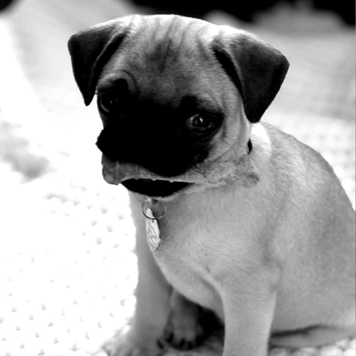 Team mascot